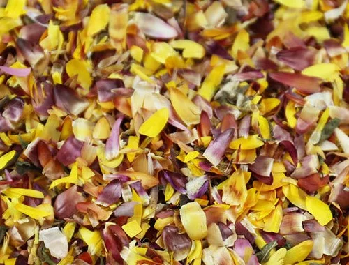 Colorful Chrysanthemum petals