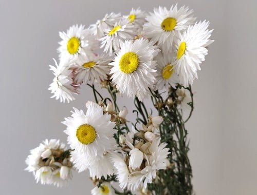 Dried Daisies