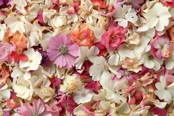Dried flower confetti