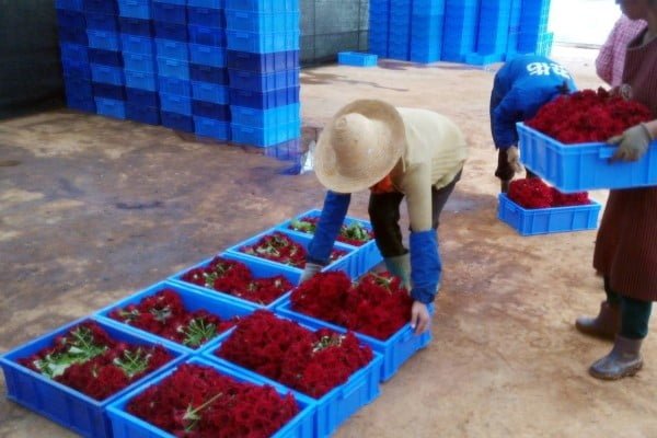 Dried Flower Workers Production Process 