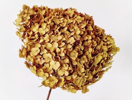 Dried Hydrangea