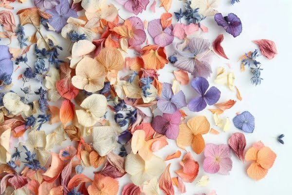Biodegradable confetti