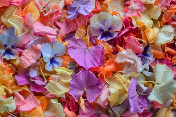 Biodegradable confetti