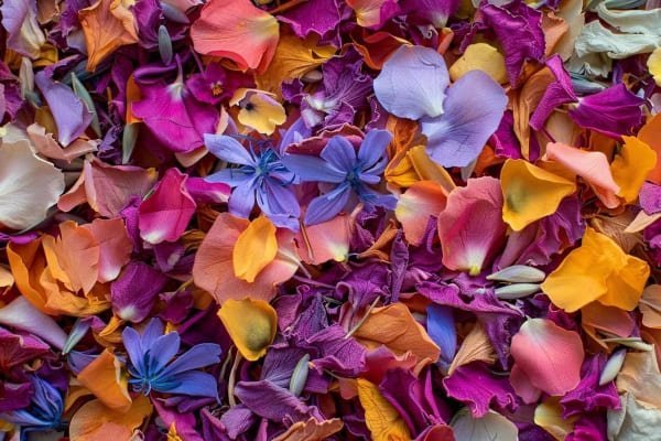 Dried flower petals
