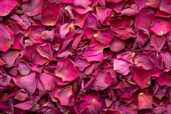 Dried rose petals