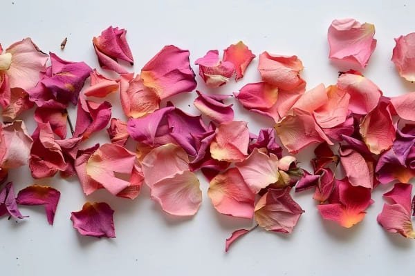 dried rose petals