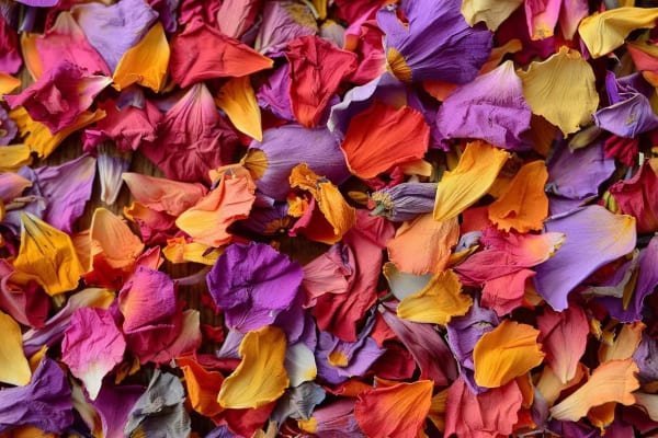 Biodegradable Confetti