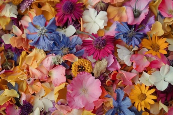 Biodegradable Confetti