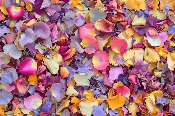 Biodegradable Confetti