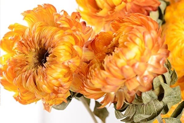 Dried Chrysanthemum