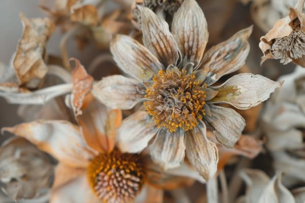 Dried Protea