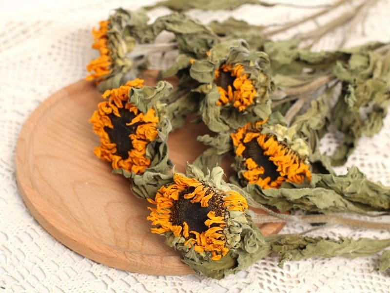 Dried Sunflowers