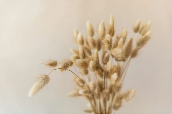 Dried Lagurus