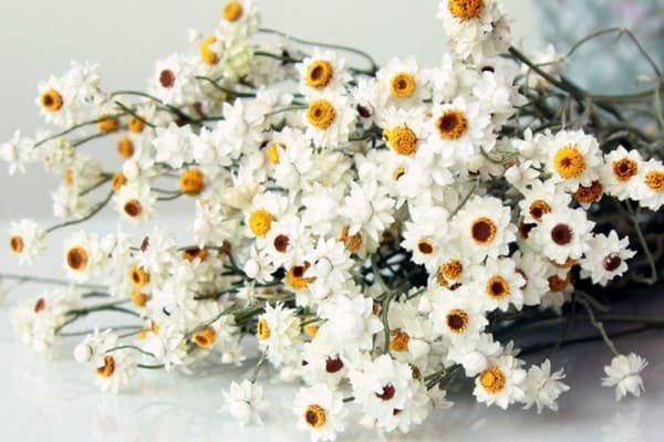 Dried Daisies