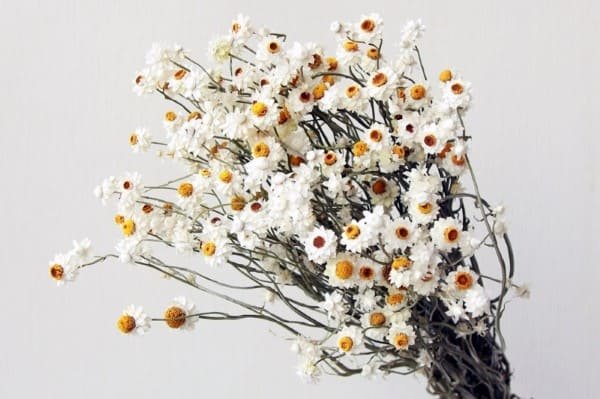 Dried Daisies
