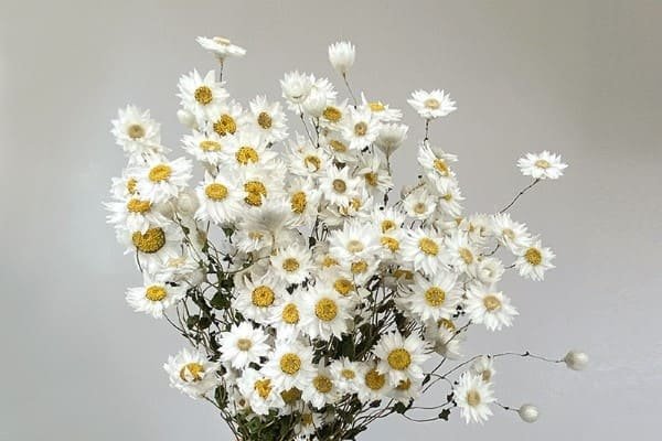 Dried Daisies