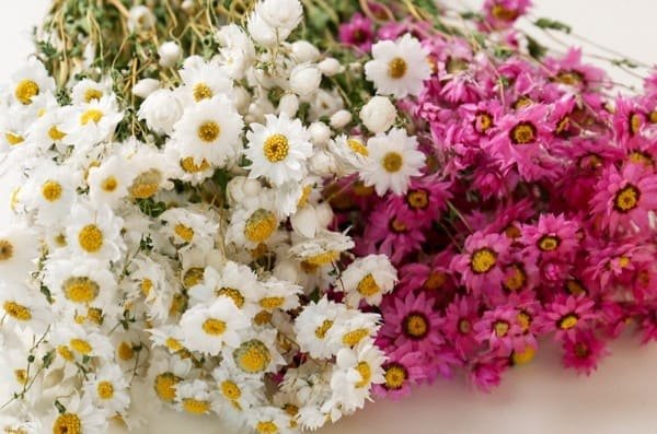 Dried Daisies