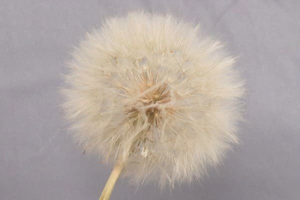 Dried Dandelion