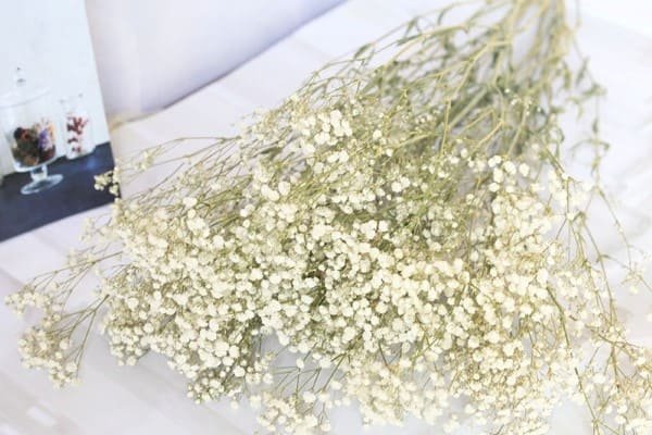 Dried Gypsophila - Driedero