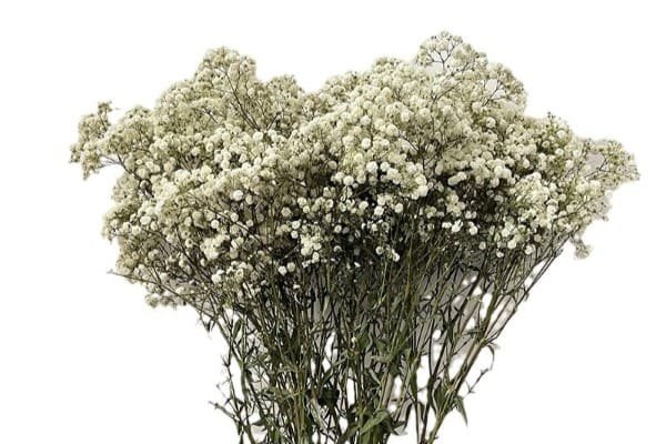 Dried Gypsophila - Driedero