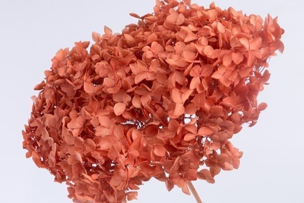 Dried Hydrangeas