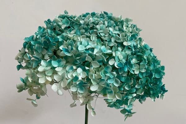 Dried Hydrangeas