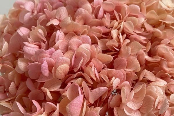 Dried Hydrangeas