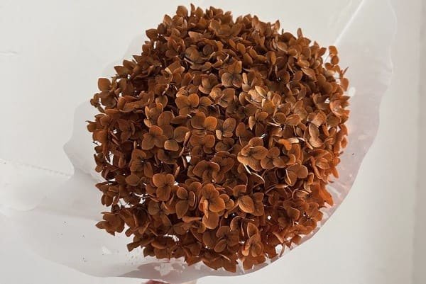 Dried Hydrangeas