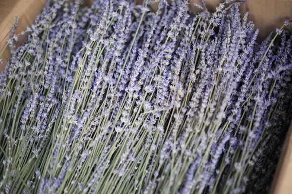 Dried Lavender
