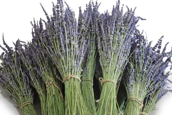 Dried Lavender