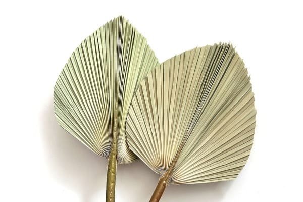 Dried Palm Leaves