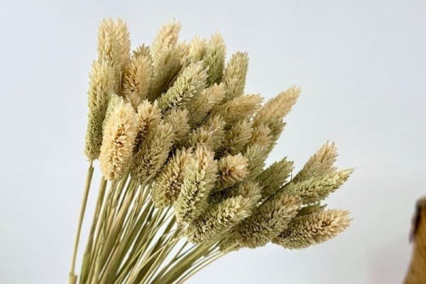 Dried Phalaris