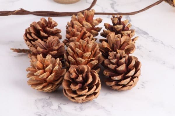 Dried Pine Cone