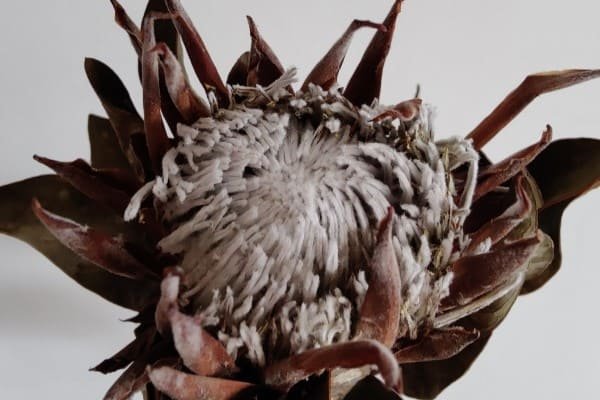 Dried Protea