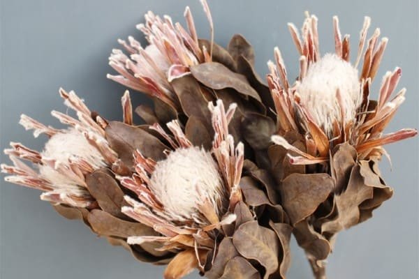 Dried Protea
