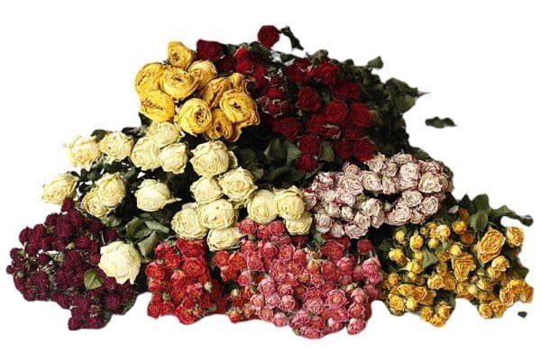 Dried Roses