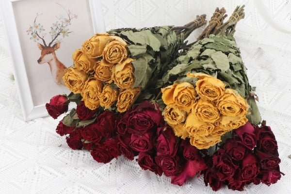 Dried Roses