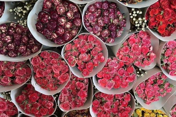 Dried Roses