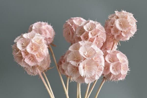 Dried Scabiosa