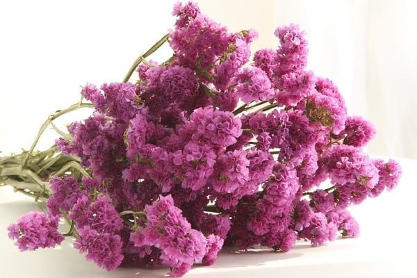 Dried Statice