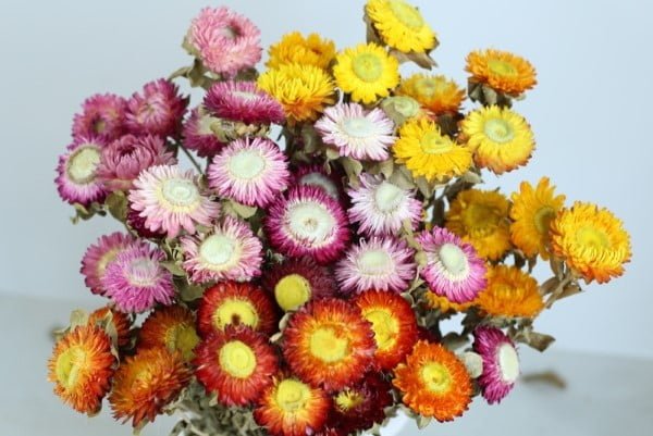 Dried Strawflowers