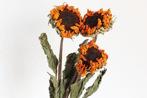 Dried Sunflowers