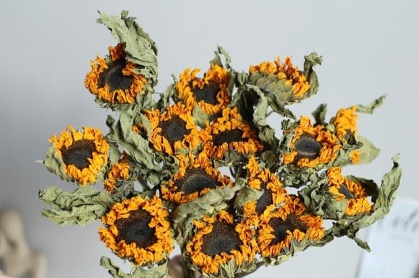 Dried Sunflowers