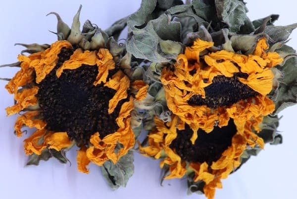Dried Sunflowers
