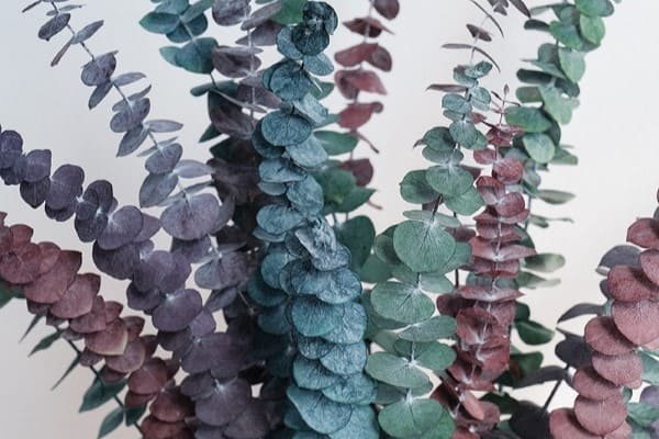Dried Eucalyptus