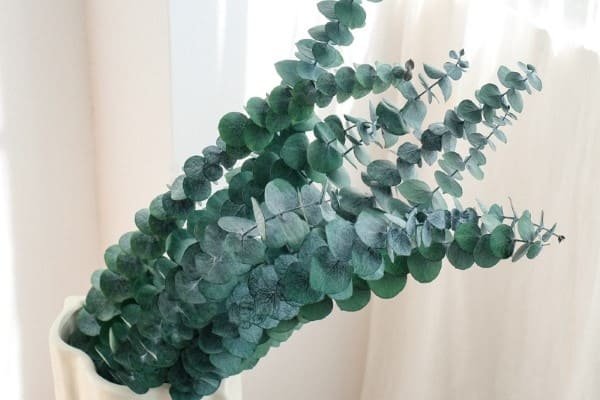 Dried Eucalyptus